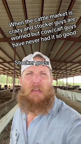 #cattle #cow #cows #farmtok #ranchlife 