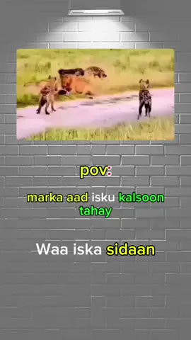 #CapCut #Animals #CuteAnimals #PetsOfTikTok #foryou 