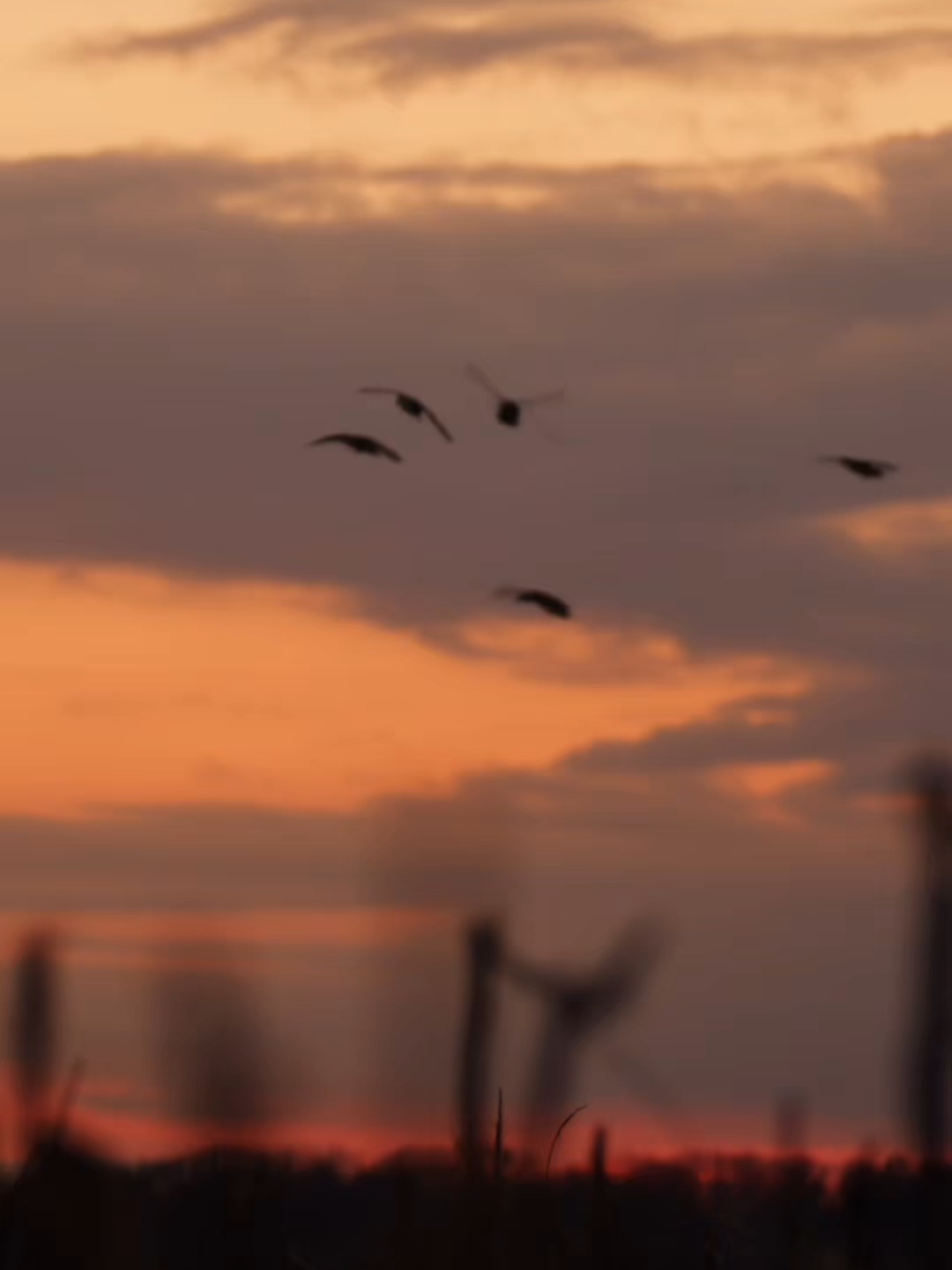 Sunset roosting #fyp #oklahoma #737duckcalls #mallard #duckcall