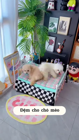 Đệm êm ái cho bé nằm thoải mái 🐶 #demchochomeo #demchothucung #cunyeu #fyp #bunquystoc 