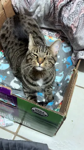 He’s ✨not✨ working today 😹 #catsoftiktok #phoenix #fyp #trending #tabbycatsoftiktok 