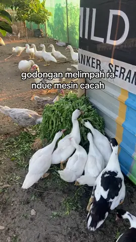 #TEGALANFARM #peternakmuda 