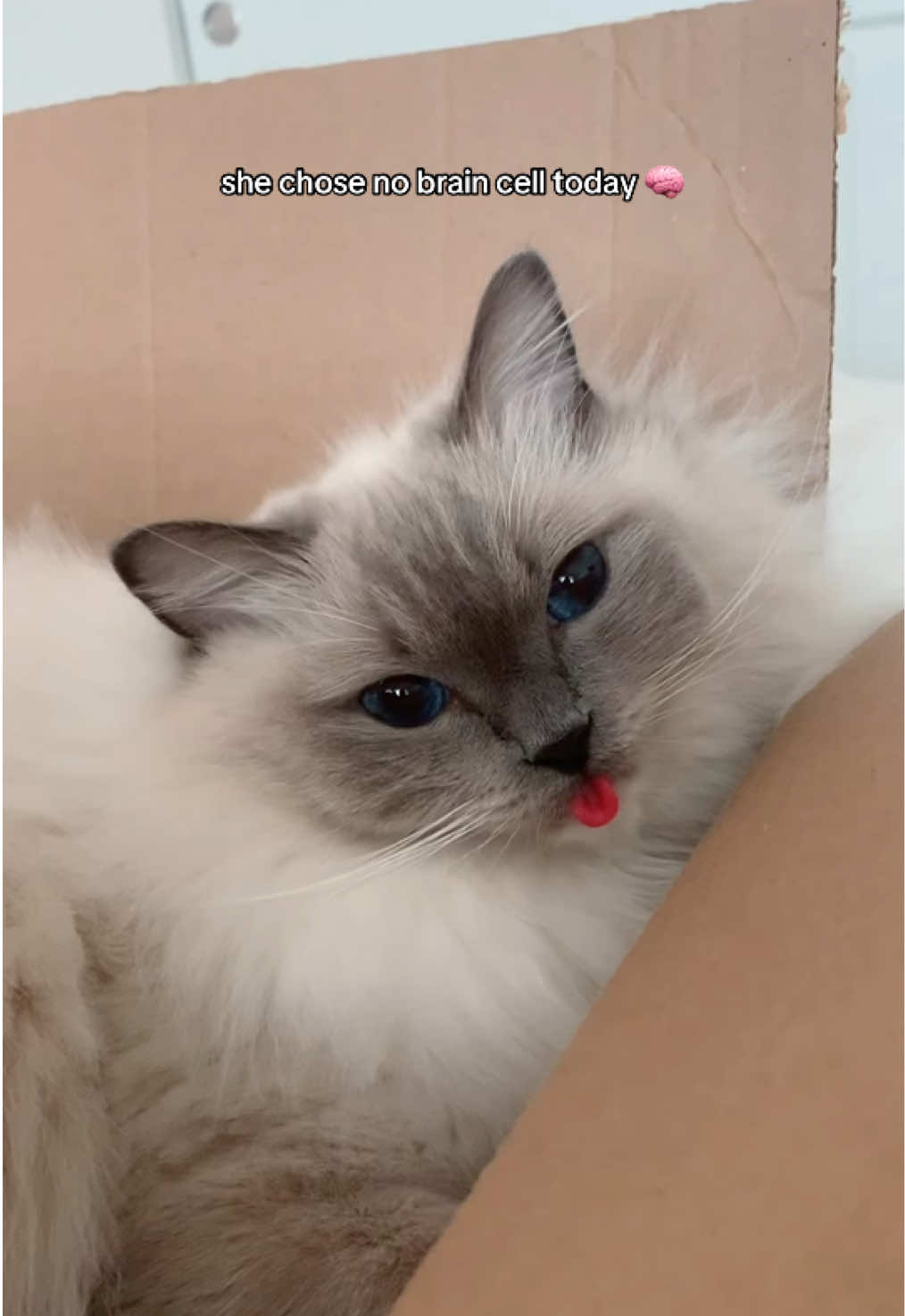 we’ll try again tomorrow 🤭 #cattok #cuteness #catsoftiktok #cats 