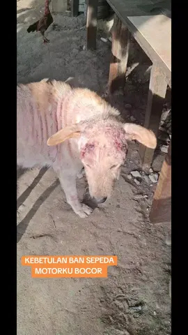#doglovers #Saveanabul #scabies #obat 