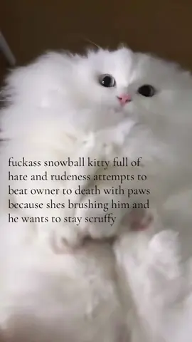 the eyes of hate.. evil kitty #spirituality 