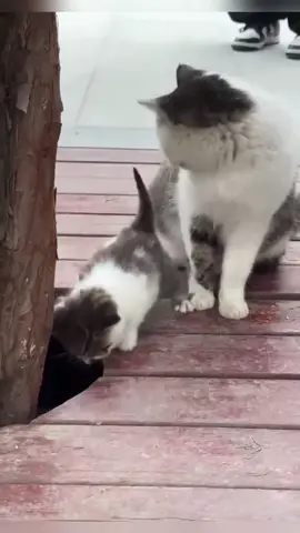 Funny Cat Becomes a Mom for the First Time 😹 #catMom #firsttimemom #catvideos #cutecats #funnycats #hilariouscats