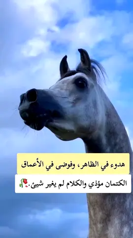 #عبارات #خواطر #خيل_وخياله🐎 