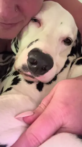 Mid morning snuggle sesh! #dog #dalmatian #adorable #fyp #cuddles 