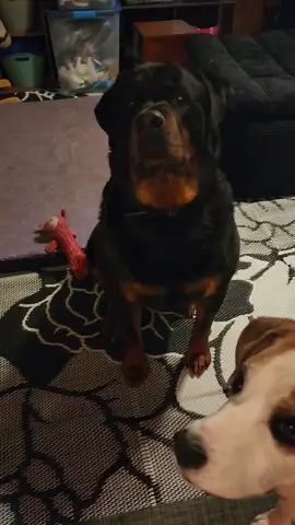 Lucas loves this toy and the 12 squeaker carrots 🥕 Thunder wants to rip them all apart and tear out the stuffing and squeaker. #rottweilersoftiktok #dogsoftiktok 