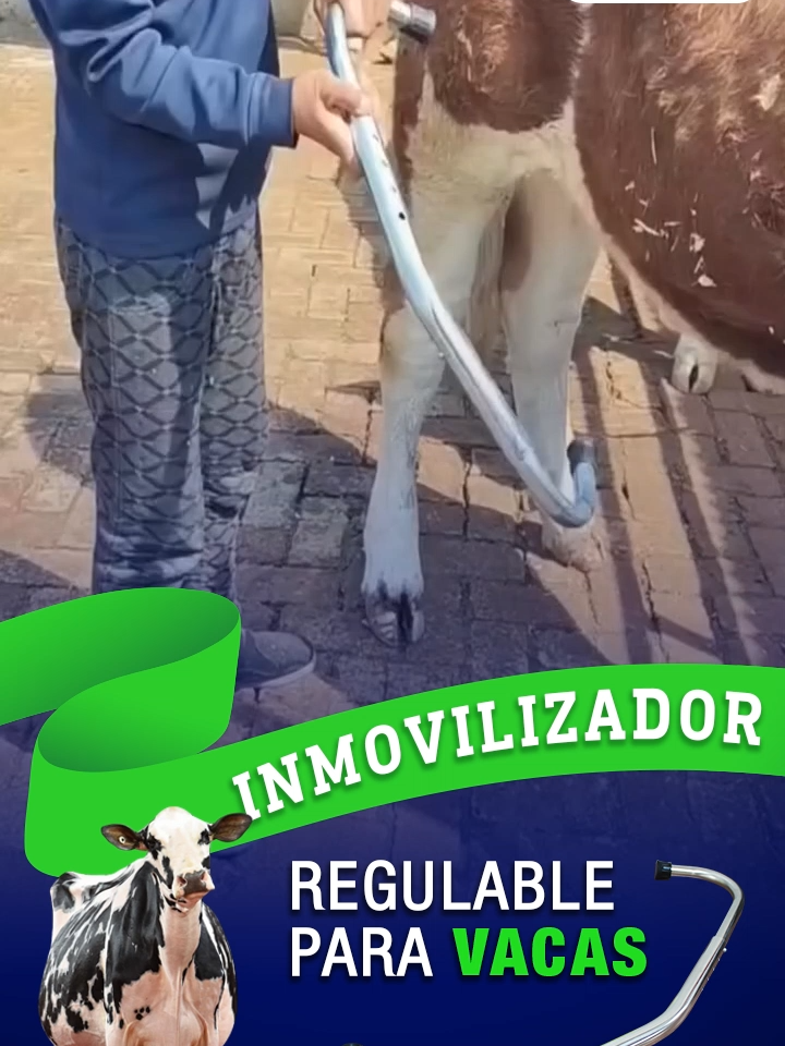 🐂🔒 ¡Control total con seguridad y sin esfuerzo! Nuestro inmovilizador regulable para ganado es la herramienta ideal para manejar a tus animales con tranquilidad. ✅ Ajustable, resistente y fácil de usar, pensado para garantizar el bienestar del animal y la seguridad del ganadero.