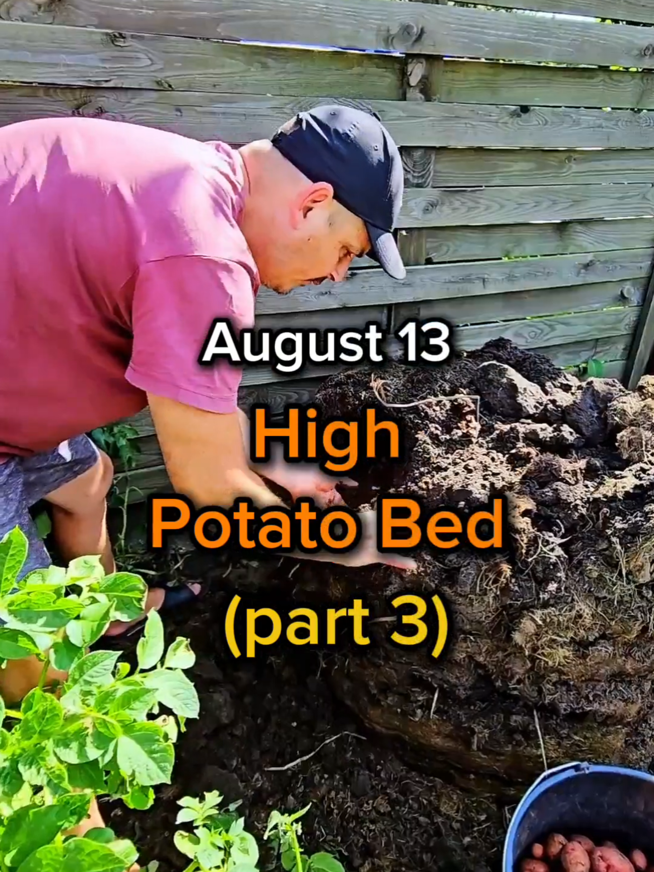 High potato bed (part 3). The third part of the video is about how we are cleaning our first high bed of potatoes. You can watch the previous parts in my profile. In the next, last part, I will share my impressions and describe all the pros and cons of this method of growing potatoes. Friends, please support me with a like. Sorry for asking for this, but I really need it. #Horticulture #organicgardening #Potatoharvest #Highpotatobed #vegetablegarden 