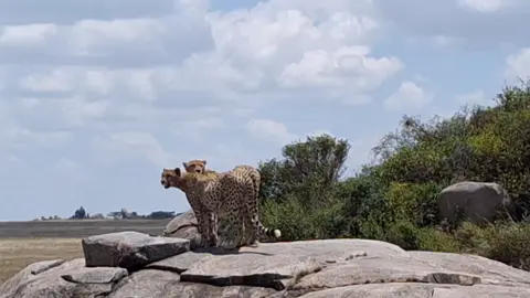 Serengeti National park 
