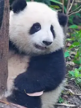 #huahua #panda #fyp #pandalover #cute