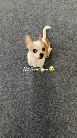 His little front paws are always doing something 😂#chihuahua #ilovehim #myfurbaby #🥰🥰 