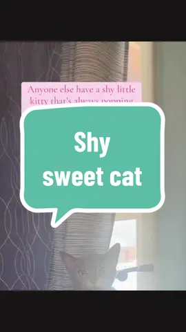 Love cats and their many personalities #cats #catsoftiktok #catlover 