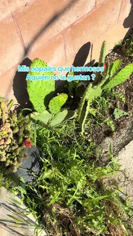 Aquien nonle gustan los nopales #nopales #fyp #parati #fypシ゚viral #mexicanfood 