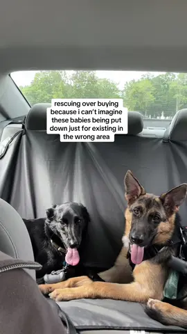 my shaylas #rescuedog #germanshepherd #belgianmalinois 