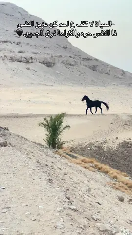 #علي 
