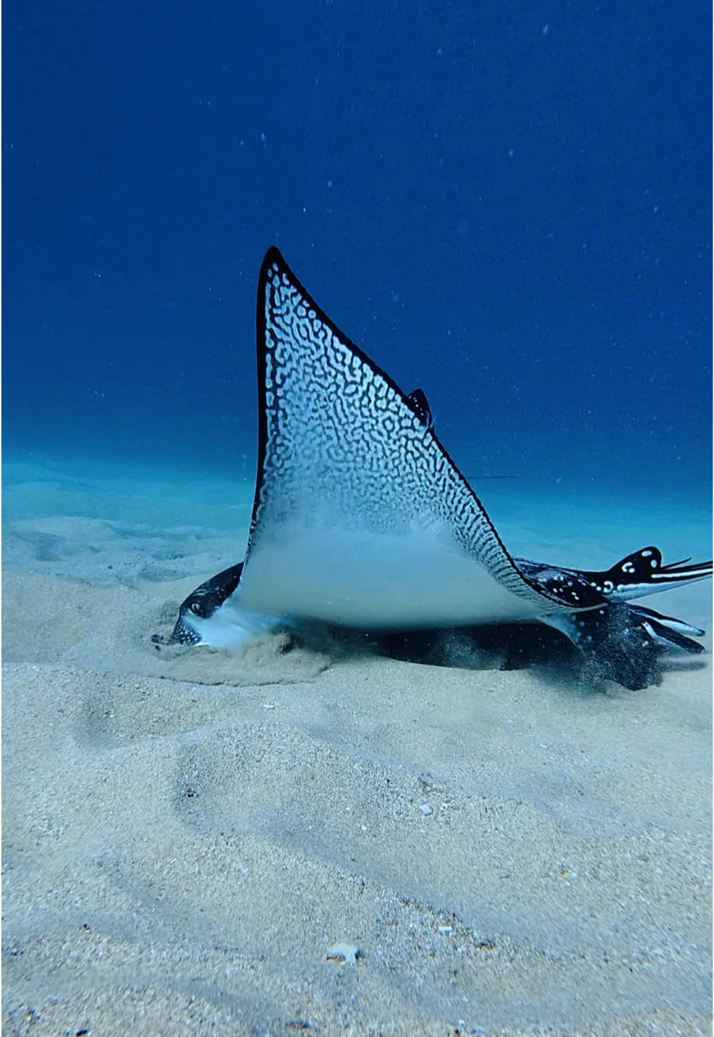 Eagle rays use their shovel-like snouts to probe the sand for buried prey such as mollusks, crustaceans, and bivalves. 🦀 