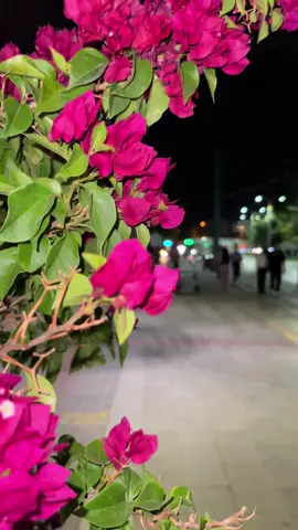 واعذرني اذا ماجيت ترا الشجرة الجفاها الماي حگهه تصاحب الحطاب🖤 #تصويري_احترافي_الاجواء👌🏻🕊😴 #قونيا________________قونيا😌💙 #عبارتكم_فخمة🖤💉🥀 #تصوير 