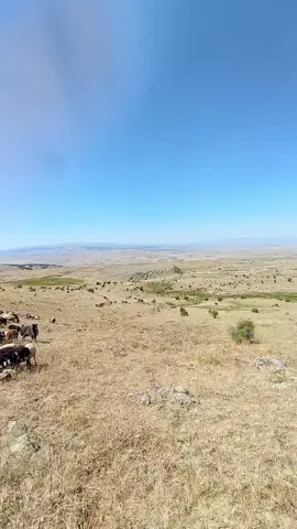 keşvet