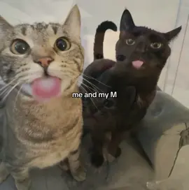 me and my M #M #viral #foryoupage #xybca #bsf 