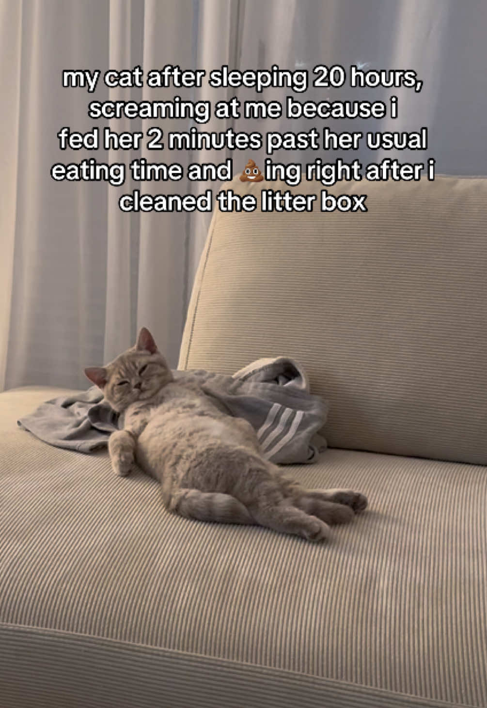 another hard day 😩 #viral #britishshorthair #funnycats #kitten #cutecats 