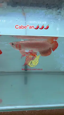 SR Chili🌶️🌶️🌶️ (anatomi cakep) 20cm #arwana #arwanasuperred #superredarowana #ikanhias #fyppppppppppppppppppppppp 