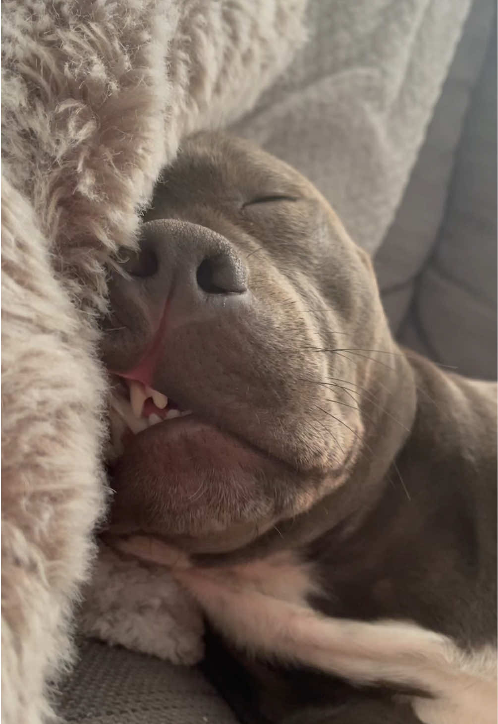 sleeping beauty😂😂 #staffy #mylathebluestaffy #staffordshirebullterrier #dogtrend #viraldog #staffie #sleepydog #dogdreaming #doglife #bluestaffy #funnydog 