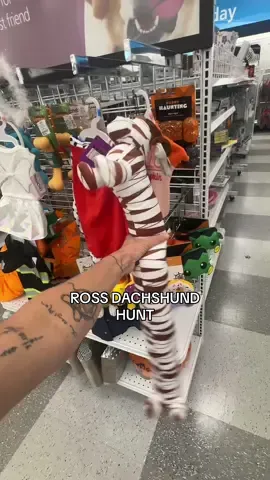 Rainy days call for dachshund hunts🫢🌧️🕵🏼‍♀️🐶🎃 @Ross Dress for Less #dachshund #halloween #halloweenie #dachshundsoftiktok #rossdressforless 