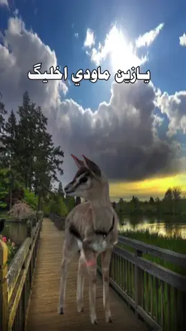 #بدون_موسيقي #بدون_حقوق 