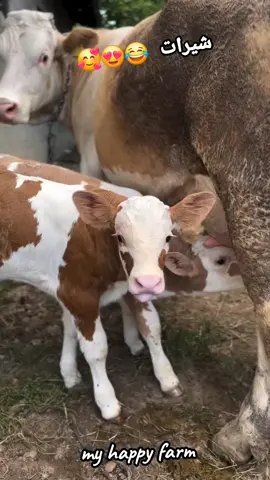 عينيا زغادين 😂😅😍❤️