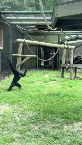 Siamangs are a joy to watch, especially when they run with their arms in the air to help keep their balance. Apollo loves to socialize so be sure to stop by and tell him hello! #GulfBreezeZoo #SiamangGibbon #Siamang #VisitPensacola #ExperiencePensacola