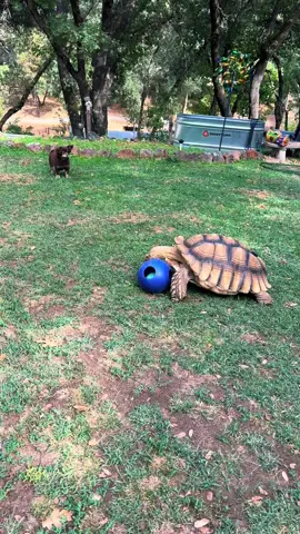 They are all pretty upset that Harley keeps trying to hump their toys 🤣 #rescuedogsoftiktok #adoptedandloved #dogsoftiktok #sulcatatortoise 
