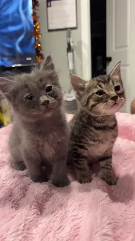 Safa wanted to join the trend with her brother 🥰😂  • • • • • #catsoftiktok #catmom #cutenessoverload #catlover #kittenmagic #kittensoftiktok 