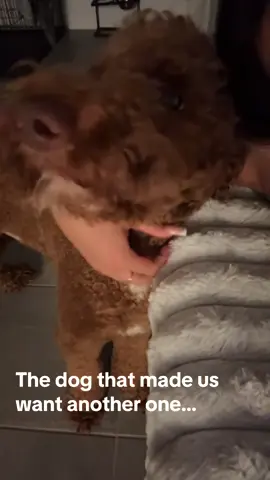 MY FURBABIES🫶🏻 #dogsoftiktok #goldendoodle #dog #fypage #seconddog