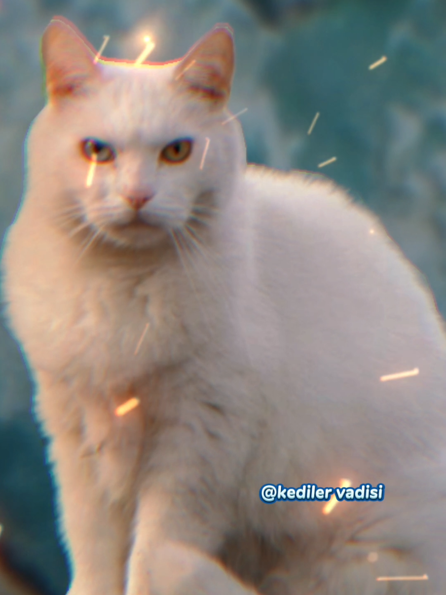 Dostu güçsüz köpeği güçlü köpek havlatınca devreye giren KOCA YÜREKLİ KEDİ ❤️😻 Film Tadında Kedi Paylaşımları Kediler Vadisi Takip❤️Follow  #kedilervadisi #kedi #kopek #kedivekopek #catanddog #viraltiktok 