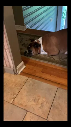 Never mind that he’s laying there like a cat but how did he line up his white on his feet/leg to his chest perfectly? 🤔 ##boxer##Dog##amazinganimals