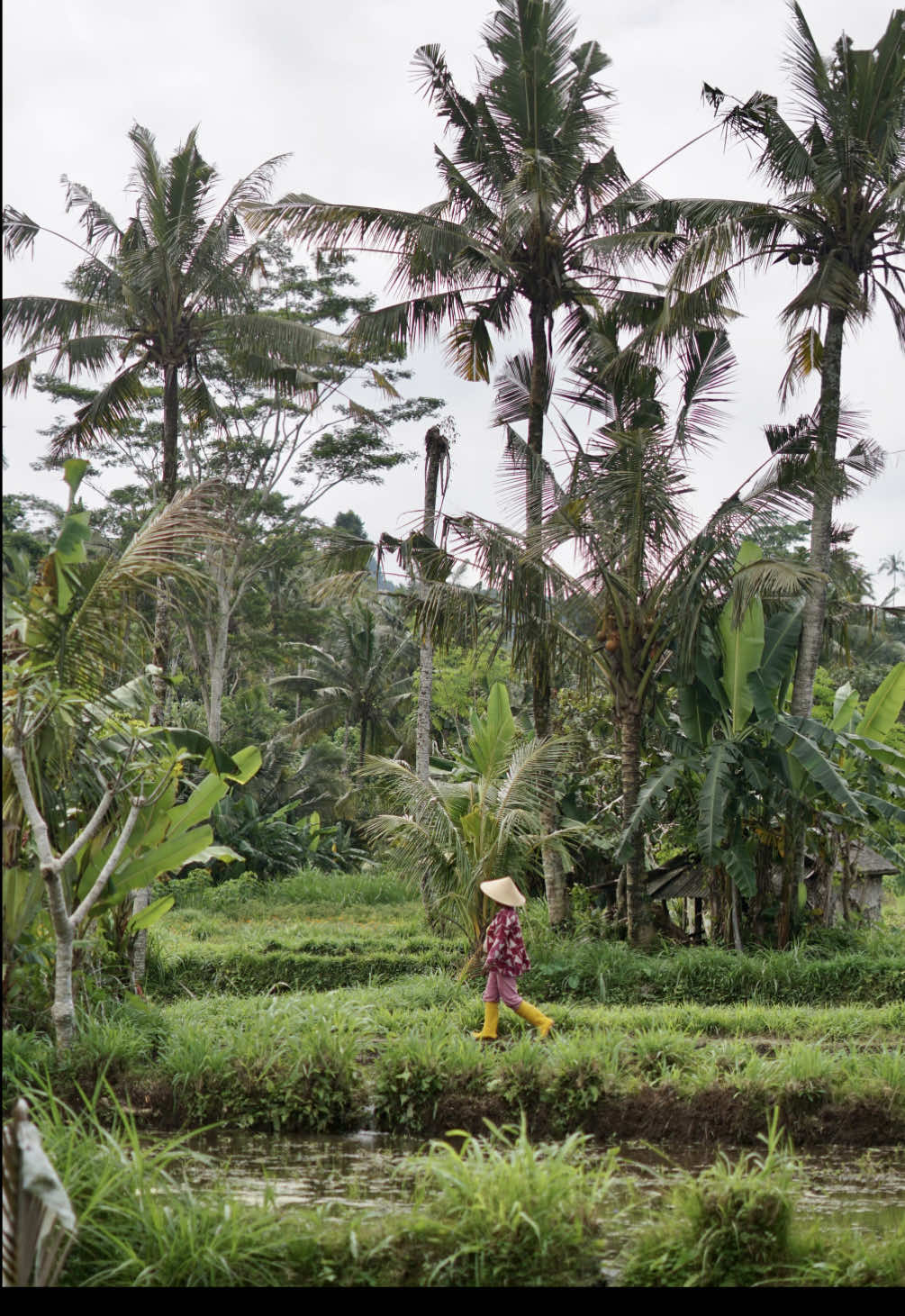 Comme une envie de reprendre un billet  #mood #travel #asia #bali #indonesia #pourtoi 