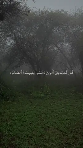 #زكي_داغستاني #quran #القران_الكريم #قران 