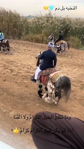 @علي المحمداوي @حسن قادر @حمودي المطيري  #موكب النخبه الحسيني #خيل_وخياله🐎🖤ماشاءالله_اللهم_بارك🧿♥️ #الكحلاء_مدينتي🍃🤍 @كحيلان الجنوب @سعدون العكيلي 