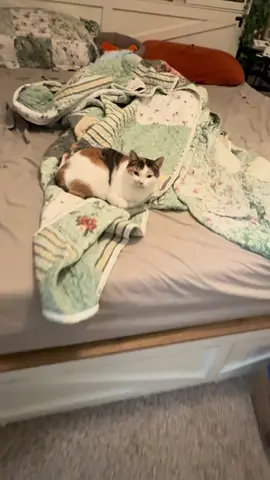 Zelda says hiii 🥳 #cattok #cats #catsoftiktok #catlover #catmom 