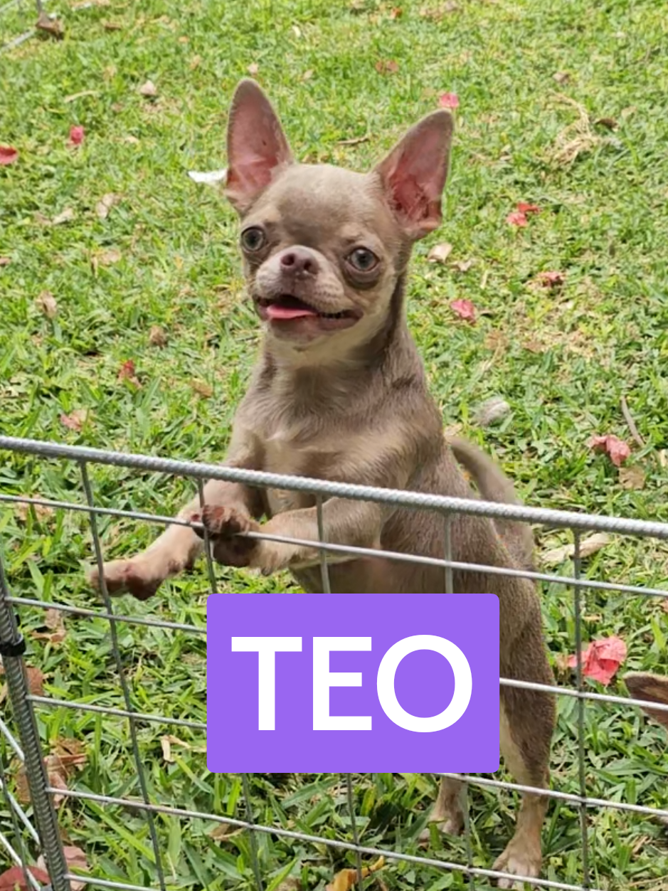 CHIHUAHUA TEO #chihuahua  #chihuahuas  #perro  #perros   #dog 