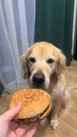 #goldenretriever #burger #inhaler #fyp my baby, the burger inhaler lol