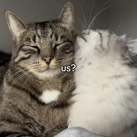 The two of us❤️‍🩹 #catsoftiktok #lovecat #catlove #foryou 