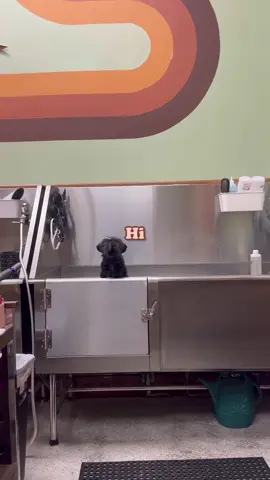 The cutest, tiniest dog haircut you've ever seen in 60 seconds. Enjoy. 💫