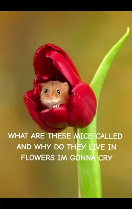 someone please tell me what the name of these are #mice #fypviral #fypシ #viral #fyppppppppppppppppppppppp 