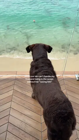 The life of Olive our lab 🐶  #dogsoftiktok #dog #labrador #dogs #funnydog 