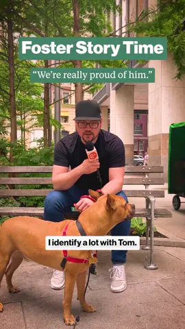 Try not falling in love with Tom (the dog). You can't. He's a good boy who needs a little help dealing with the outside world (don't we all?). Right now he's got an amazing human fostering him who is setting him up for success and giving him alllllll the love while he waits for his forever home. And maybe that's at your (quiet) house. He's currently up or adoption with @everylastonerescue. Go check him out!
