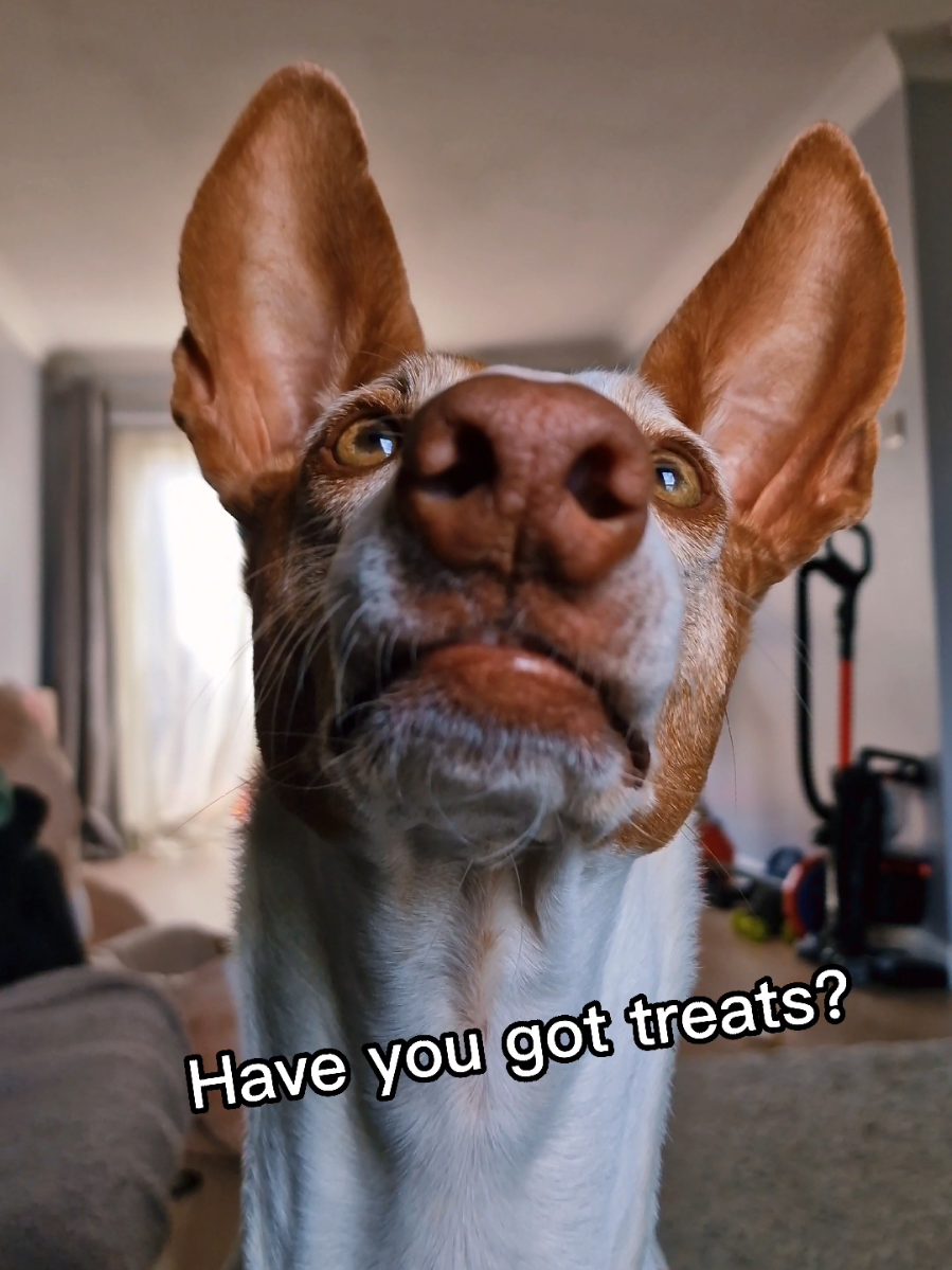 Add a ❤️ in the comments below to send me treats ❤️ #sweettooth #sweettreats #sweettreat  #fypp 